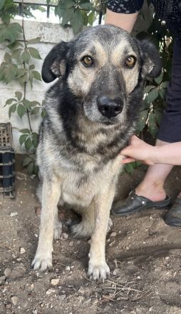 Quarta, geb. ca. 09/2018, lebt in GRIECHENLAND, auf einer privaten Pflegestelle