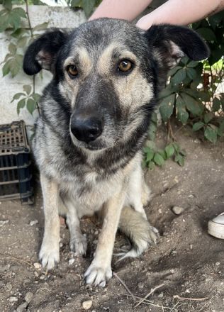 Quarta, geb. ca. 09/2018, lebt in GRIECHENLAND, auf einer privaten Pflegestelle