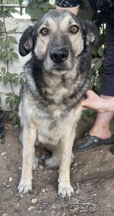 Quarta, geb. ca. 09/2018, lebt in GRIECHENLAND, auf einer privaten Pflegestelle