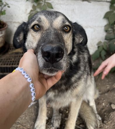 Quarta, geb. ca. 09/2018, lebt in GRIECHENLAND, auf einer privaten Pflegestelle