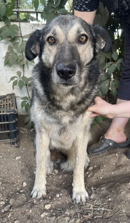 Quarta, geb. ca. 09/2018, lebt in GRIECHENLAND, auf einer privaten Pflegestelle