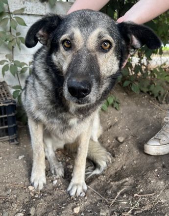 Quarta, geb. ca. 09/2018, lebt in GRIECHENLAND, auf einer privaten Pflegestelle