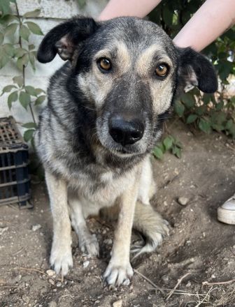 Quarta, geb. ca. 09/2018, lebt in GRIECHENLAND, auf einer privaten Pflegestelle