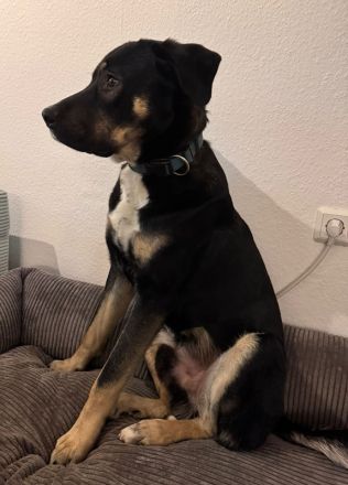 Archie, geb. ca. 09/2023, lebt in Deutschland bei einer Familie in 22850 Norderstedt