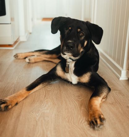 Archie, geb. ca. 09/2023, lebt in Deutschland bei einer Familie in 22850 Norderstedt