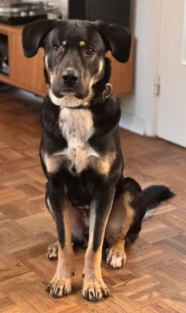 Archie, geb. ca. 09/2023, lebt in Deutschland bei einer Familie in 22850 Norderstedt