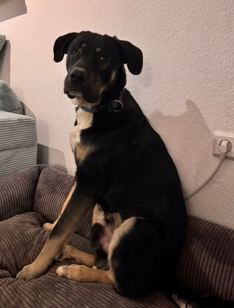 Archie, geb. ca. 09/2023, lebt in Deutschland bei einer Familie in 22850 Norderstedt