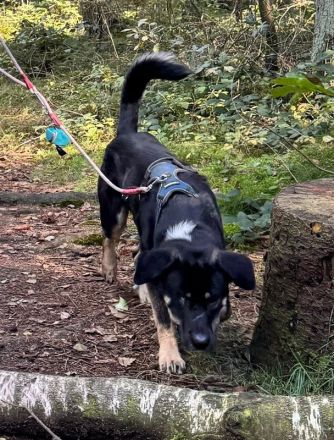 Archie, geb. ca. 09/2023, lebt in Deutschland bei einer Familie in 22850 Norderstedt