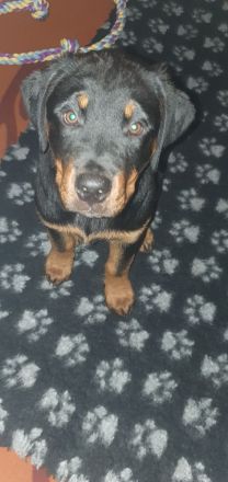 Rottweiler Welpe 12 Wochen