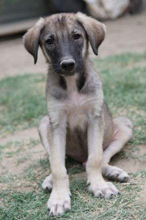 Erwin, geb. ca. 05/2024, lebt in GRIECHENLAND, auf einer privaten Pflegestelle