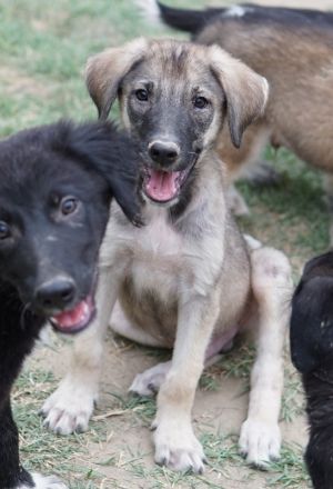 Erwin, geb. ca. 05/2024, lebt in GRIECHENLAND, auf einer privaten Pflegestelle