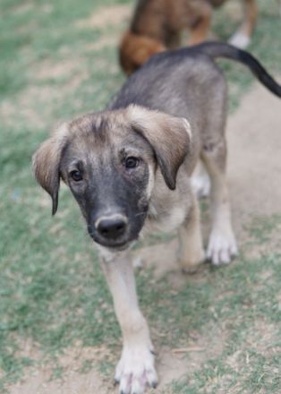 Erwin, geb. ca. 05/2024, lebt in GRIECHENLAND, auf einer privaten Pflegestelle