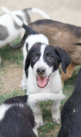 Daryl, geb. ca. 05/2024, lebt in GRIECHENLAND, auf einer privaten Pflegestelle