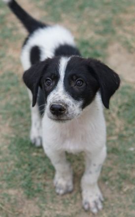 Daryl, geb. ca. 05/2024, lebt in GRIECHENLAND, auf einer privaten Pflegestelle