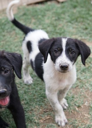 Daryl, geb. ca. 05/2024, lebt in GRIECHENLAND, auf einer privaten Pflegestelle