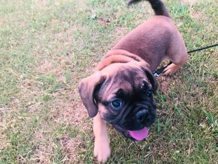 Letzter Preis 700 Euro