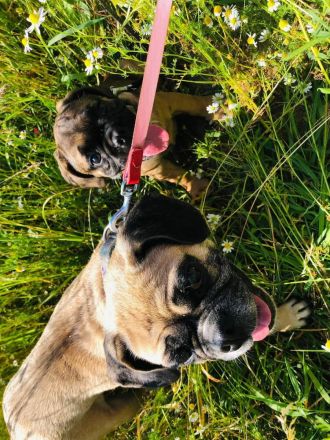 Letzter Preis 700 Euro