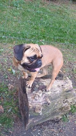 Letzter Preis 700 Euro