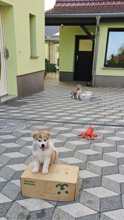 Akita Inu Welpen Nihon no hana