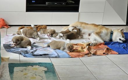 Akita Inu Welpen Nihon no hana