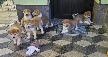 Akita Inu Welpen Nihon no hana