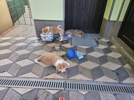 Akita Inu Welpen Nihon no hana