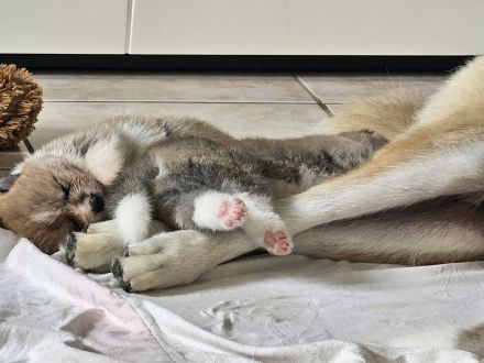 Akita Inu Welpen Nihon no hana