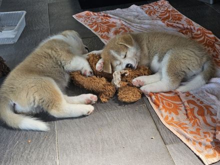 Akita Inu Welpen Nihon no hana