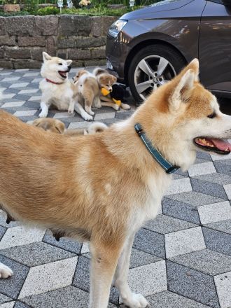 Akita Inu Welpen Nihon no hana