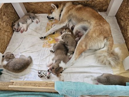 Akita Inu Welpen Nihon no hana