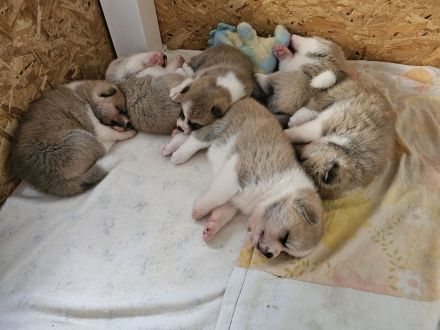 Akita Inu Welpen Nihon no hana