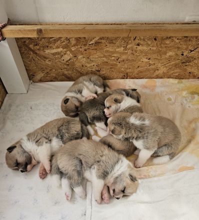 Akita Inu Welpen Nihon no hana