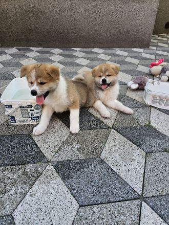Akita Inu Welpen Nihon no hana