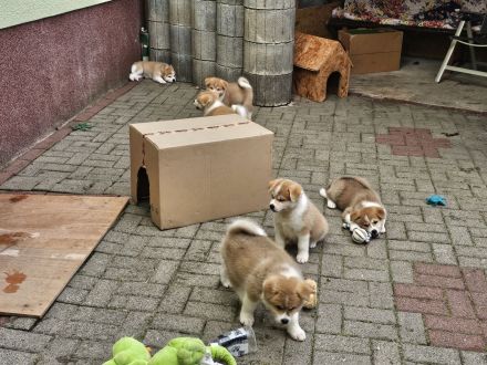 Akita Inu Welpen Nihon no hana