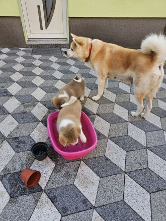 Akita Inu Welpen Nihon no hana