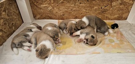 Akita Inu Welpen Nihon no hana