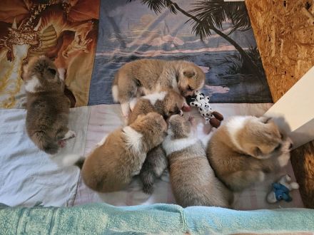 Akita Inu Welpen Nihon no hana
