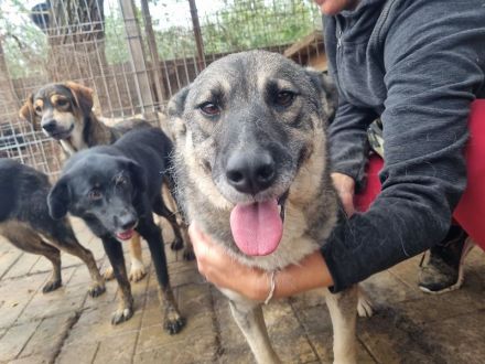 LONKA ca. 4-jährige, liebe Hündin, die endliche das Leben kennenlernen sollte,