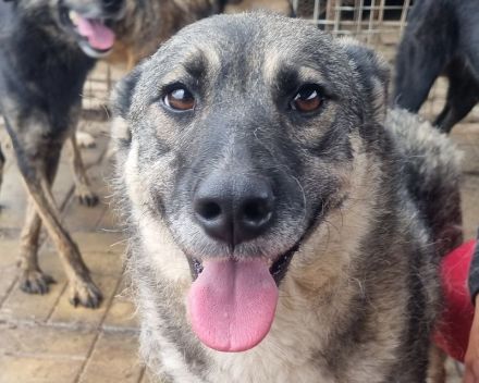 LONKA ca. 4-jährige, liebe Hündin, die endliche das Leben kennenlernen sollte,