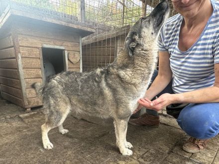LONKA ca. 4-jährige, liebe Hündin, die endliche das Leben kennenlernen sollte,