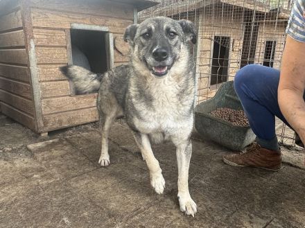 LONKA ca. 4-jährige, liebe Hündin, die endliche das Leben kennenlernen sollte,