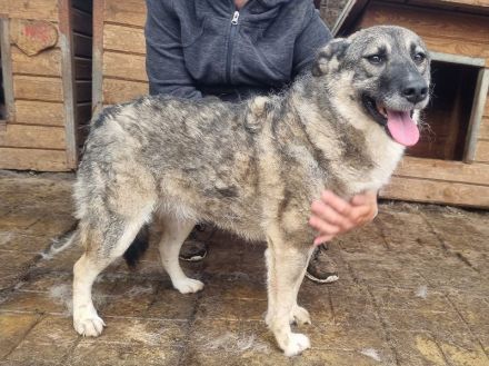 LONKA ca. 4-jährige, liebe Hündin, die endliche das Leben kennenlernen sollte,