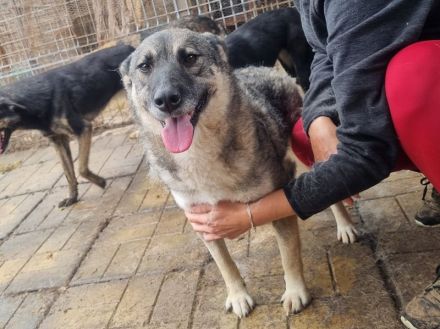 LONKA ca. 4-jährige, liebe Hündin, die endliche das Leben kennenlernen sollte,