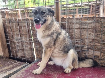 LONKA ca. 4-jährige, liebe Hündin, die endliche das Leben kennenlernen sollte,
