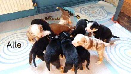 Bulldogge - Mini Australien Shepherd Welpen