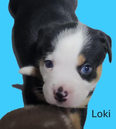 Bulldogge - Mini Australien Shepherd Welpen