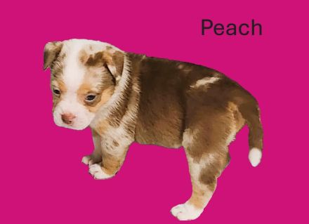 Bulldogge - Mini Australien Shepherd Welpen