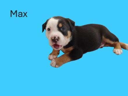 Bulldogge - Mini Australien Shepherd Welpen