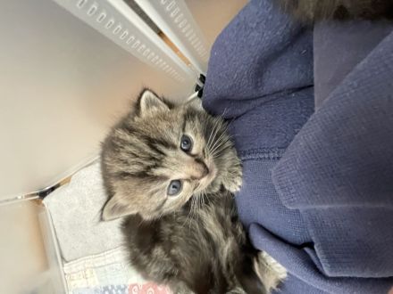 Süße BKH kitten Berlin