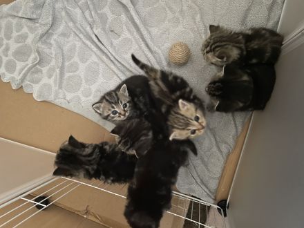 Süße BKH kitten Berlin